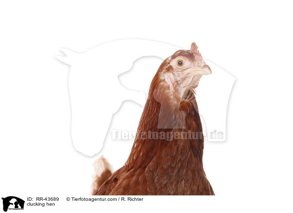 Isa Braun Glucke / clucking hen / RR-43689