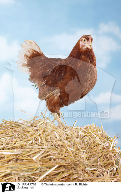 Isa Braun Glucke / clucking hen / RR-43702