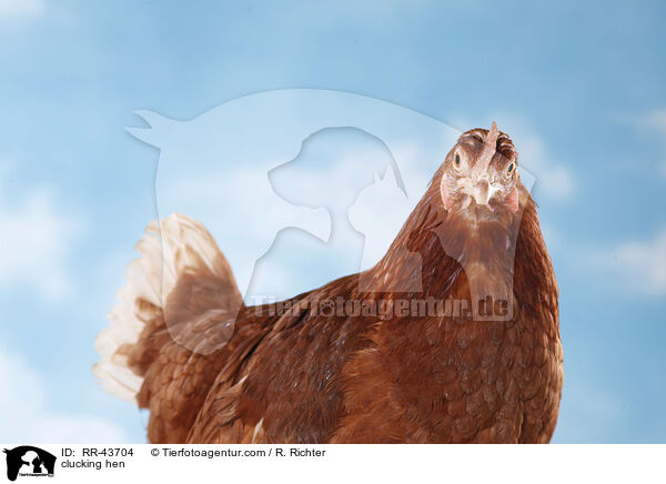 Isa Braun Glucke / clucking hen / RR-43704