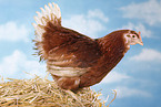 clucking hen