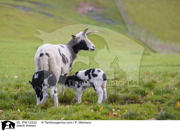 Jakob sheeps / PW-12322