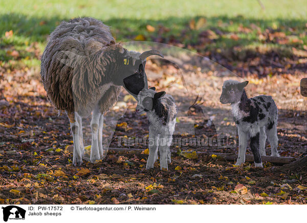 Vierhornschafe / Jakob sheeps / PW-17572
