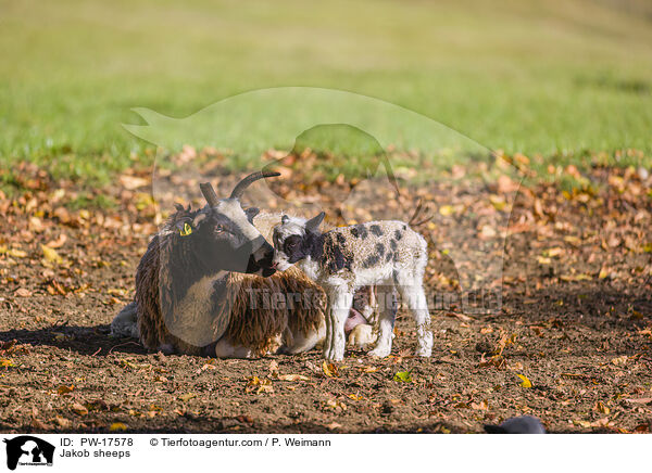 Vierhornschafe / Jakob sheeps / PW-17578