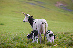 Jakob sheeps