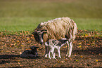 Jakob sheeps