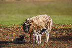 Jakob sheeps