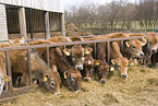 Jersey cattle