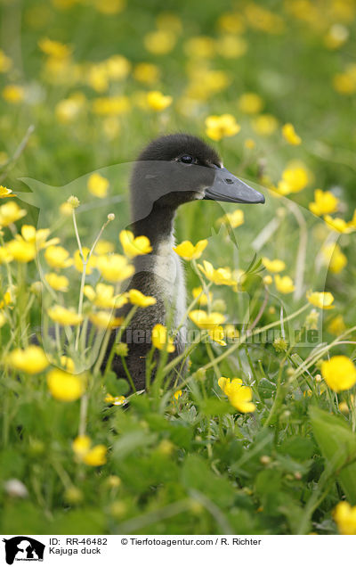 Kajuga Ente / Kajuga duck / RR-46482