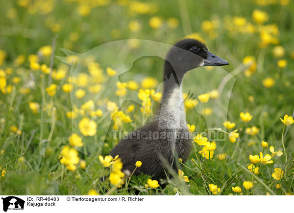 Kajuga Ente / Kajuga duck / RR-46483