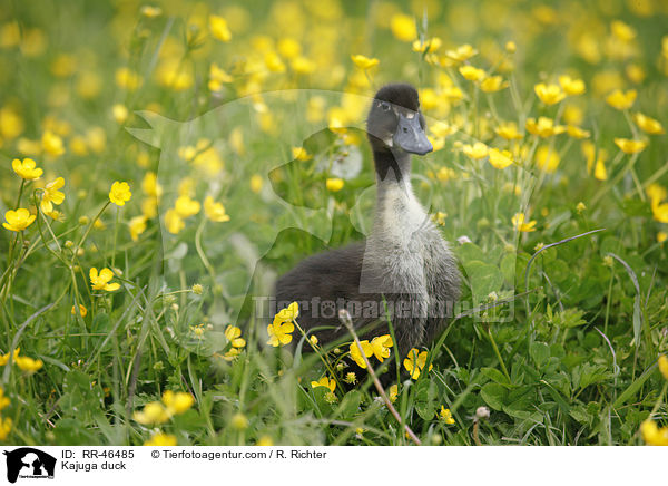 Kajuga Ente / Kajuga duck / RR-46485