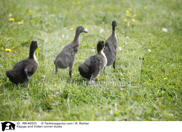 Kajuga Enten und Indische Laufenten / Kajuga and Indian runner ducks / RR-46503
