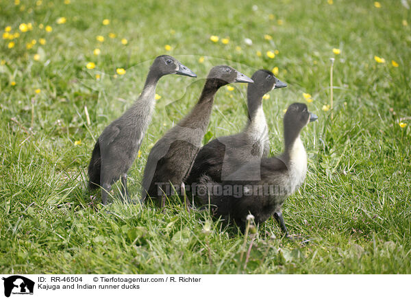 Kajuga and Indian runner ducks / RR-46504