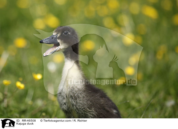 Kajuga Ente / Kajuga duck / RR-46508