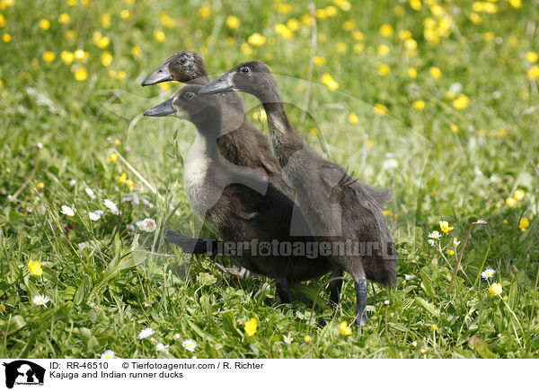 Kajuga Enten und Indische Laufenten / Kajuga and Indian runner ducks / RR-46510