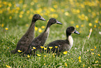 Kajuga and Indian runner ducks