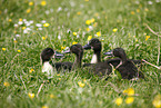 Kajuga and Indian runner ducks
