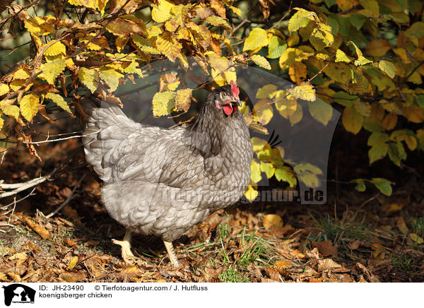 koenigsberger chicken / JH-23490