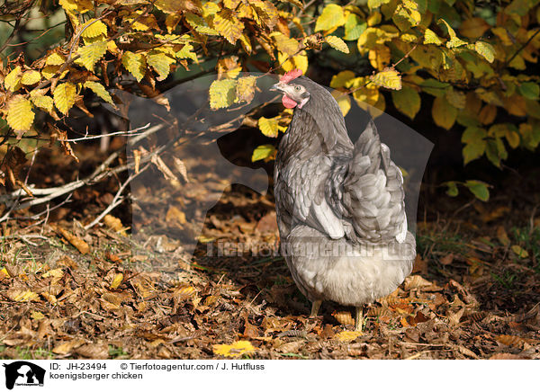 Knigsberger Huhn / koenigsberger chicken / JH-23494