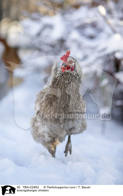 Knigsberger / koenigsberger chicken / TBA-02862