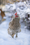 koenigsberger chicken