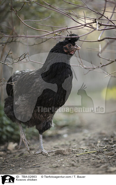 Kosovo-Krher / Kosovo chicken / TBA-02663