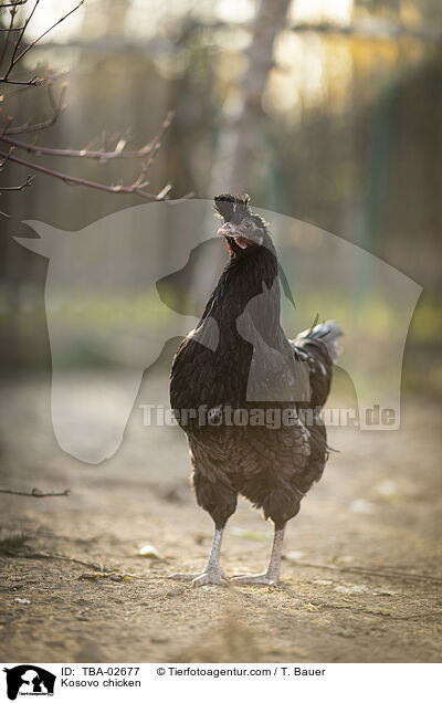 Kosovo chicken / TBA-02677