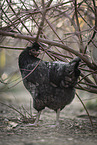 Kosovo chicken
