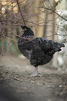 Kosovo chicken
