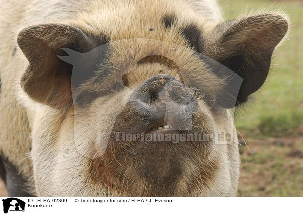 Kunekune / Kunekune / FLPA-02309