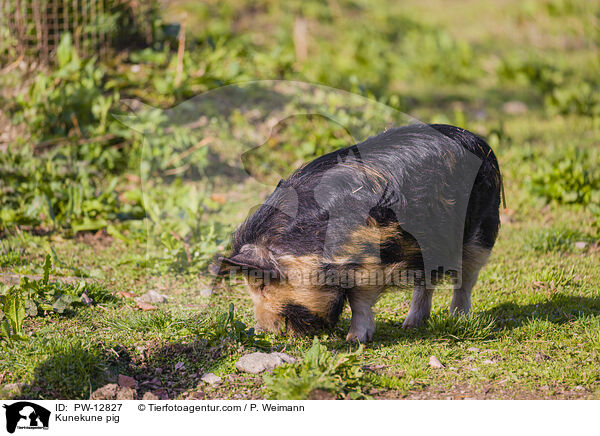 Kunekune pig / PW-12827