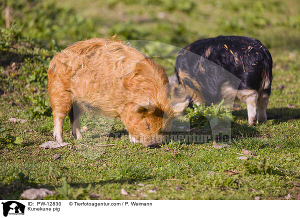 Kunekune Schwein / Kunekune pig / PW-12830