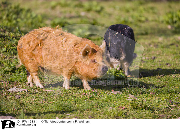Kunekune Schwein / Kunekune pig / PW-12831