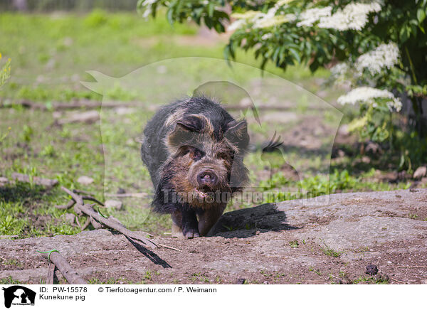 Kunekune pig / PW-15578