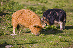 Kunekune pig