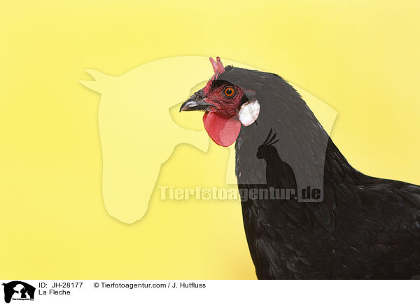 La Fleche Huhn / La Fleche / JH-28177