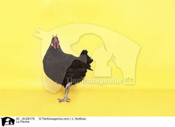 La Fleche Huhn / La Fleche / JH-28179
