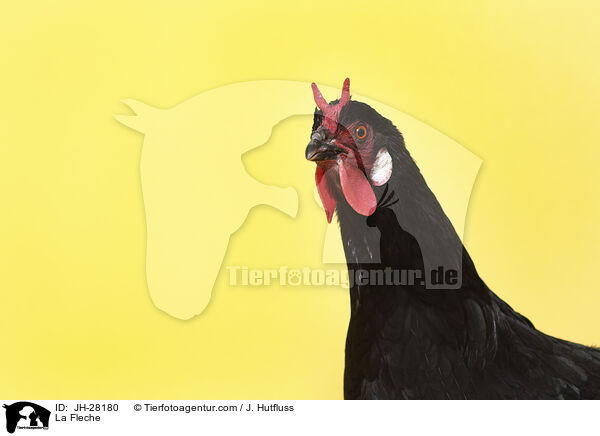 La Fleche Huhn / La Fleche / JH-28180