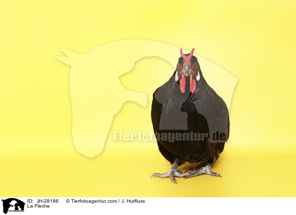 La Fleche Huhn / La Fleche / JH-28186