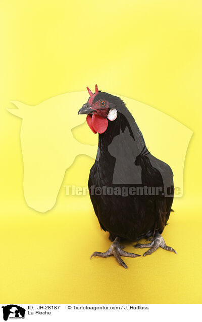 La Fleche Huhn / La Fleche / JH-28187