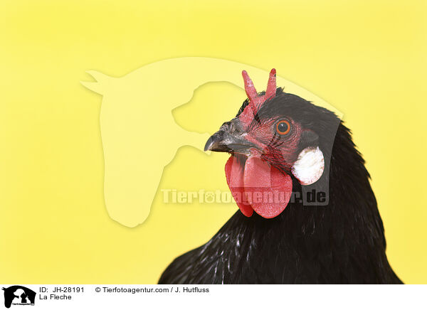 La Fleche Huhn / La Fleche / JH-28191