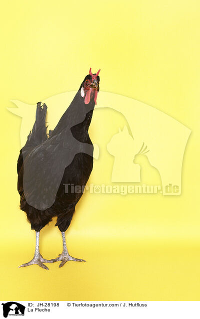 La Fleche Huhn / La Fleche / JH-28198
