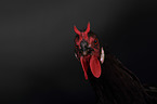 La Fleche Chicken in front of black background