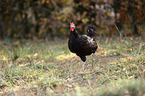La Fleche Chicke