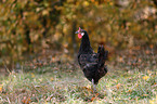 La Fleche Chicke