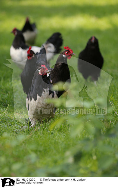 Lakenfelder Hhner / Lakenfelder chicken / HL-01200