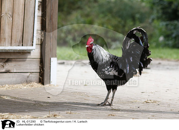 Lakenfelder Huhn / Lakenfelder chicken / HL-01290