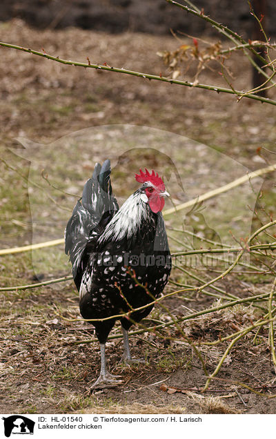 Lakenfelder Huhn / Lakenfelder chicken / HL-01540