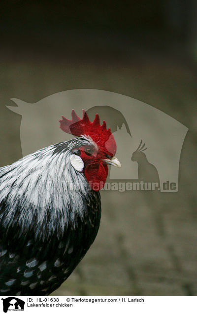 Lakenfelder Huhn / Lakenfelder chicken / HL-01638