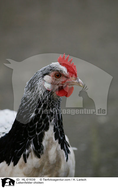 Lakenfelder Huhn / Lakenfelder chicken / HL-01639
