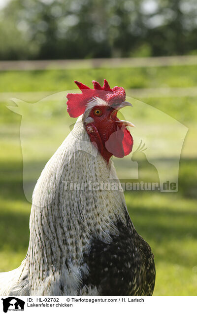 Lakenfelder Huhn / Lakenfelder chicken / HL-02782